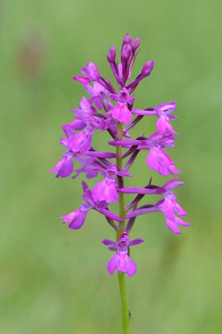 Anacamptis palustris x pyramidalis