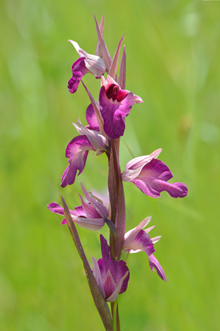 Anacamptis palustris x Serapais vomeracea