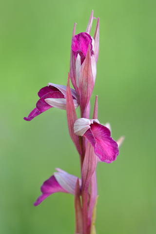 Anacamptis palustris x Serapais vomeracea