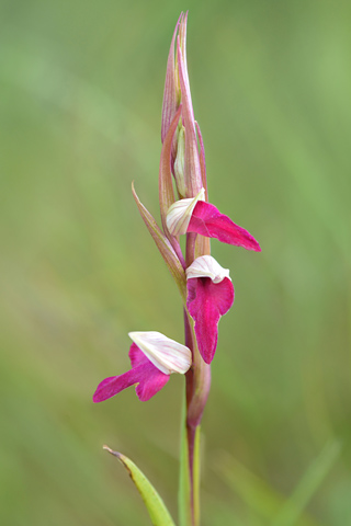 Anacamptis palustris x Serapais vomeracea