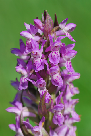 dactylorhiza incarnata