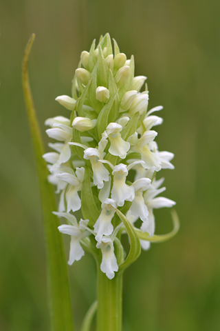 dactylorhiza incarnata