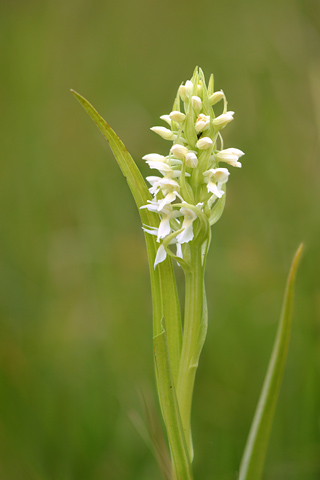 dactylorhiza incarnata