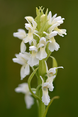 dactylorhiza incarnata