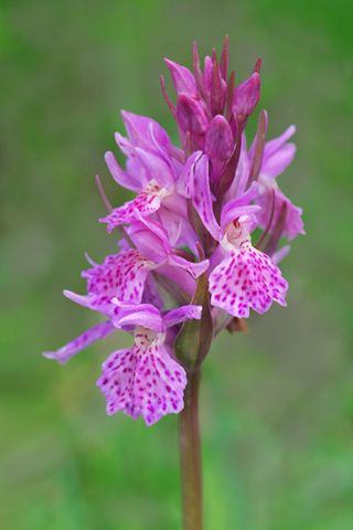 Dactylorhiza sambucina x savogiensis