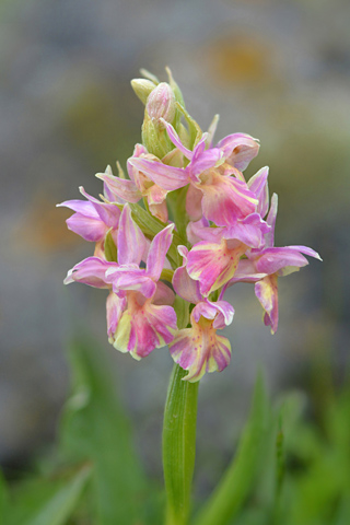 Dactylorhiza  sambucina