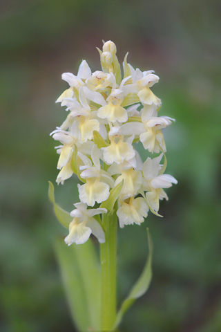 Dactylorhiza  sambucina