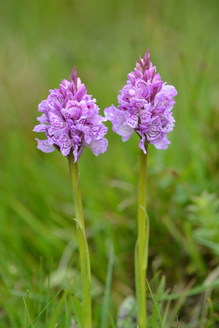 dactylorhiza savogiensis