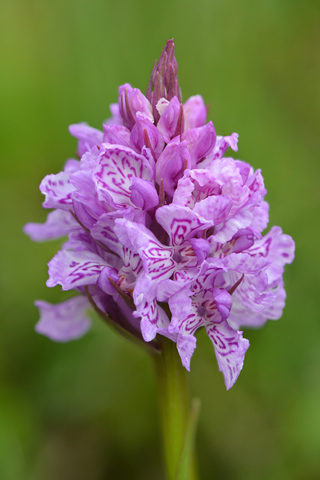 dactylorhiza savogiensis