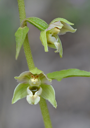 Epipactis distans