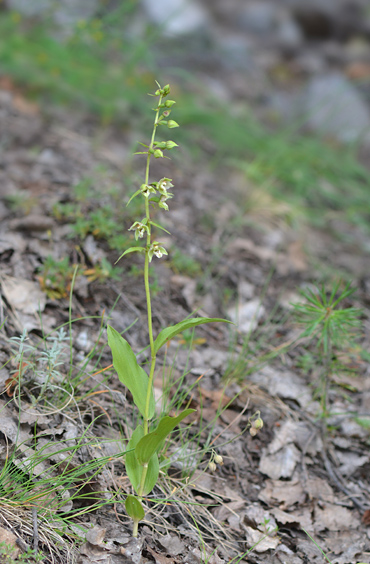 Epipactis distans