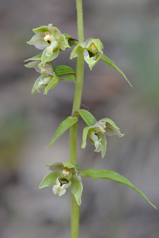 Epipactis distans