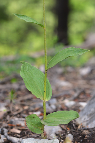 Epipactis distans