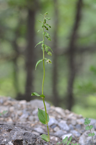 Epipactis distans