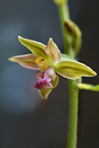 Epipactis leptochila