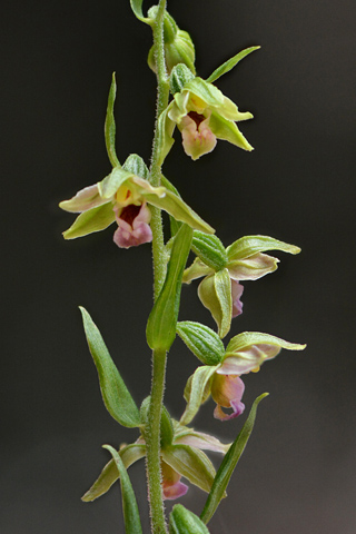 Epipactis leptochila