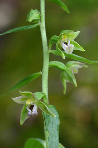 Epipactis leptochila