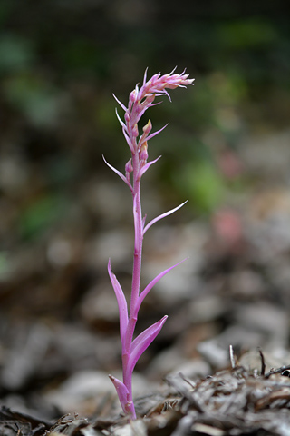 Epipactis microphylla