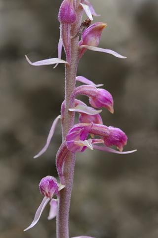 Epipactis microphylla