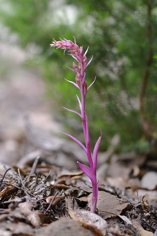 Epipactis microphylla