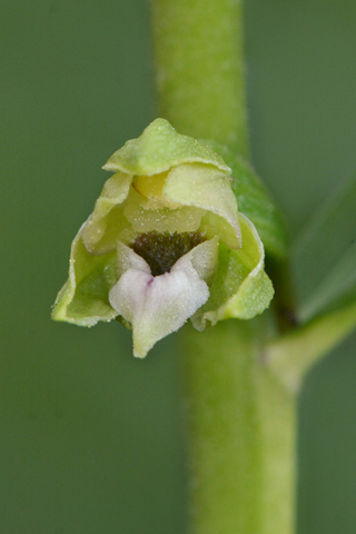 Epipactis rhodanensis