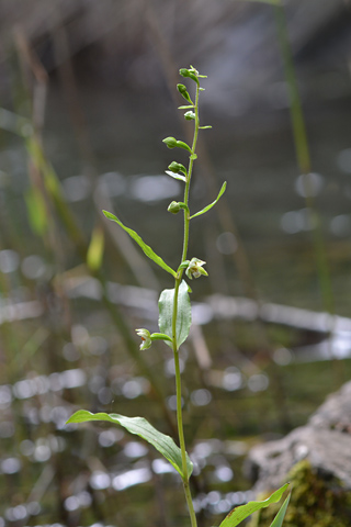 Epipactis rhodanensis