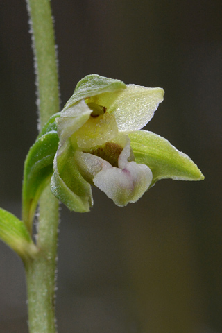 Epipactis rhodanensis