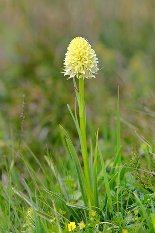 Gymnadenia gabasiana