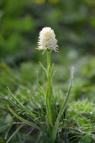 Gymnadenia gabasiana
