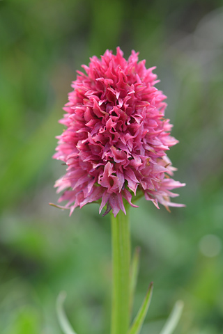 Gymnadenia gabasiana