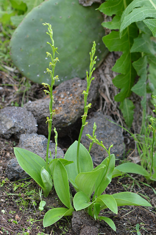 Habenaria tridactylites