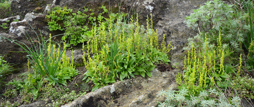Habenaria tridactylites