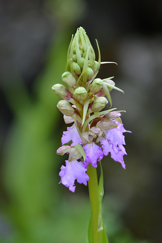 Himantoglossum metlesicsianum