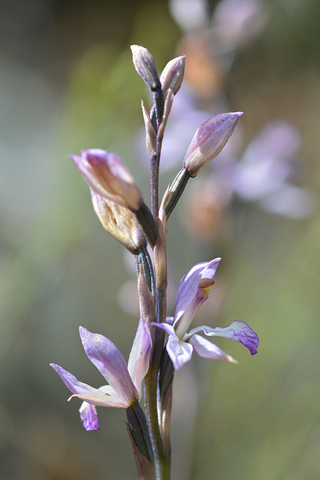 limodorum trabutianum