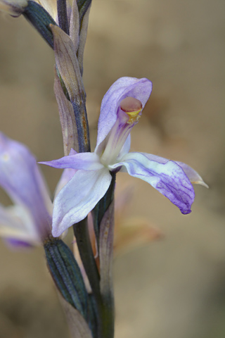 limodorum trabutianum