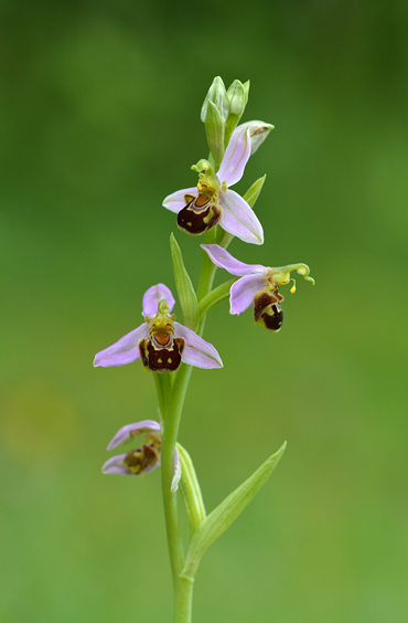 Ophrys aegirtica