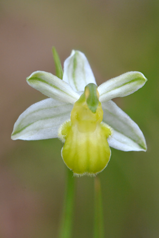 Ophrys  apifera f. botteronii