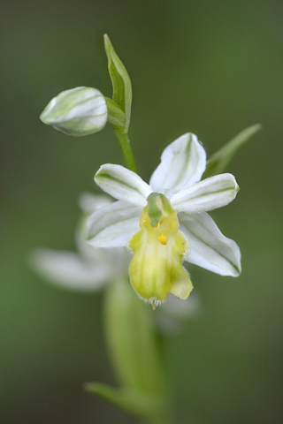 Ophrys  apifera f. botteronii