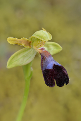 Ophrys atlantica