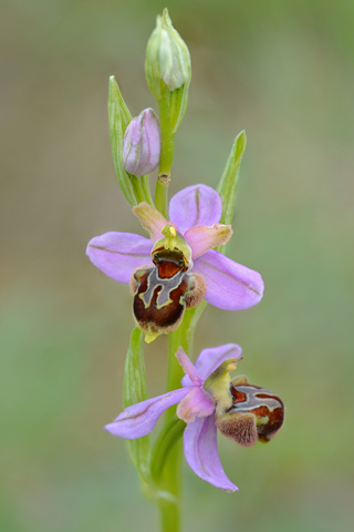 Ophrys apifera x aveyronensis