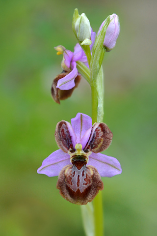 Ophrys aveyronensis lusus
