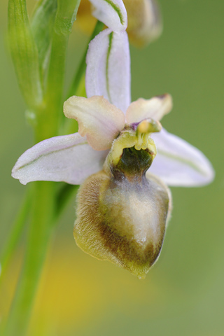 Ophrys aveyronensis lusus