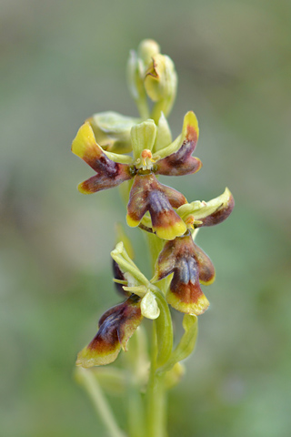 Ophrys caribou