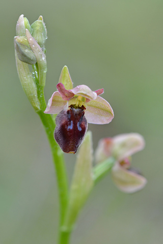 Ophrys ficalhoana x sulcata
