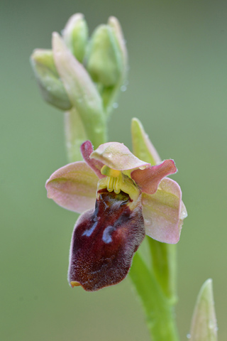 Ophrys ficalhoana x sulcata