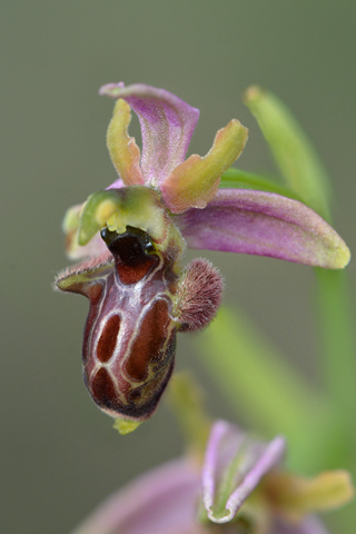 Ophrys incubacea x picta