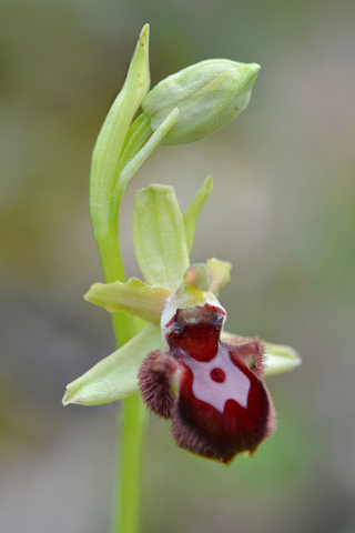 Ophrys incubacea x provincialis