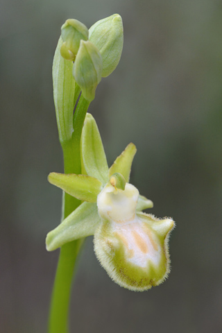 Ophrys incubacea