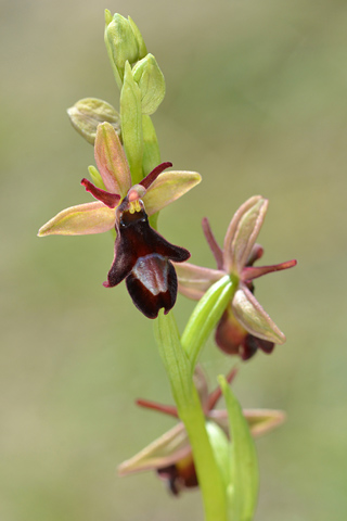 Ophrys drumana x insectifera