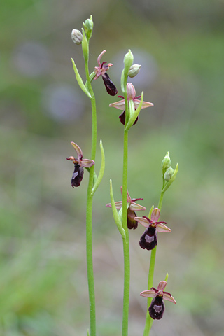 Ophrys drumana x insectifera